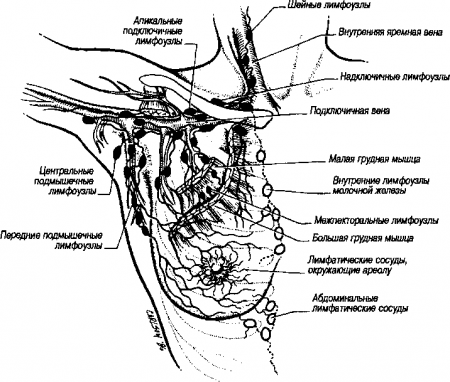 Рис. 9.6. Лимфатическая сеть молочных желез. Лимфоотток осуществляется главным образом латерально и вверх по направлению к центральным подмышечным лимфоузлам. Затем лимфатический поток направляется медиально к апикальным подключичным лимфоузлам, которые также получают лимфу непосредственно от внутренних лимфоузлов молочной железы. Лимфатические сосуды центральной и медиальной областей молочной железы сообщаются с внутренними лимфоузлами молочной железы, из которых лимфа оттекает в глубокую лимфатическую систему шеи позади ключицы. (Приводится с разрешения из: James Е.С., Corry R.J., Perry J.F.: Principles of Basis Surgical Practice. Philadelphia, Hanley Belfus, 1987)