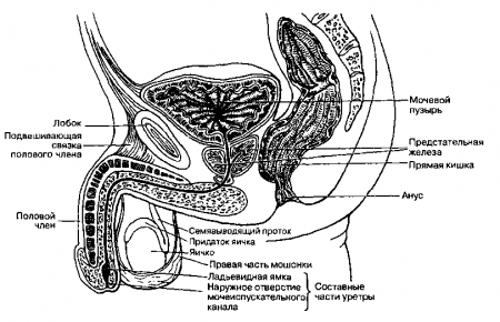 Рис. 16.1. Анатомия мужского таза. (Приводится с разрешения из: Willms J.L., Schneidermann Н,, Algranati P.S.: Physical Diagnosis. Baltimore, Williams & Wilkins, 1994)