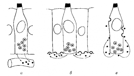 ПАТОФИЗИОЛОГИЯ ОПУХОЛЕВОГО РОСТА. Рис. 12.1. Схема эндокринной (а), паракринной (б) и аутокринной (в) регуляции