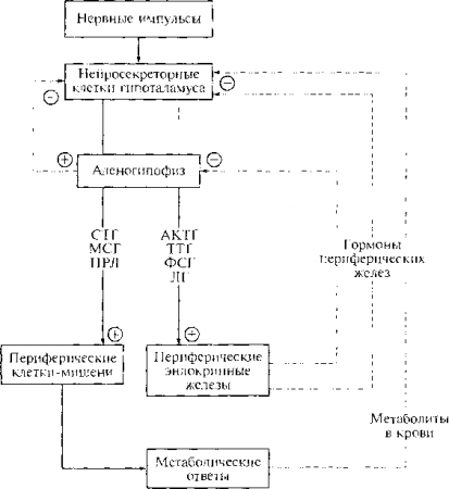 Упрошенная схема гипоталамо-гипофизарной нейроэндокринной регуляции