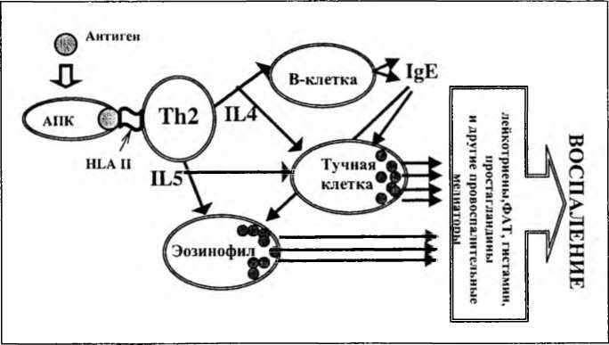 Рис. 18-1. Гипотетическая схема развития аллергического воспаления при бронхиальной астме (объяснения в тексте).