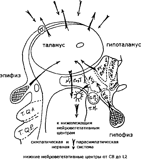 Рис. 23. Связи вегетативной нервной системы (по A. Lignon, 1989)