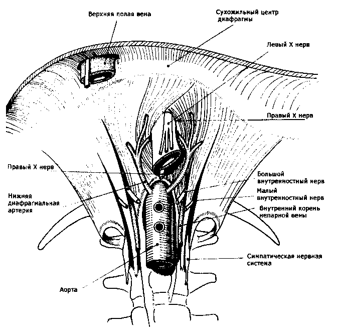 Рис. 52. Анатомо-функциональные взаимосвязи грудобрюшной диафрагмы (по J. Brizon, J. Castaing, 2006)