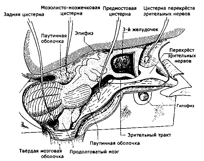 Рис. 53. Желудочковая система и мозговые оболочки (по L. Perlemuter, J. Waligora, 1980)