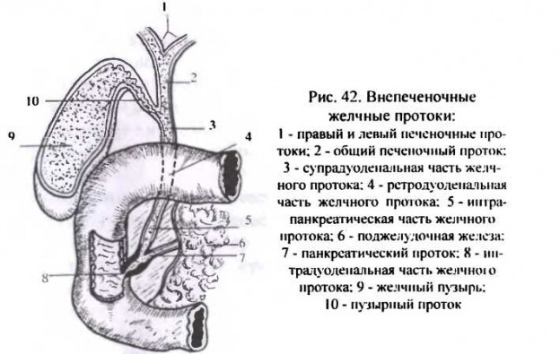 Схема желчных путей